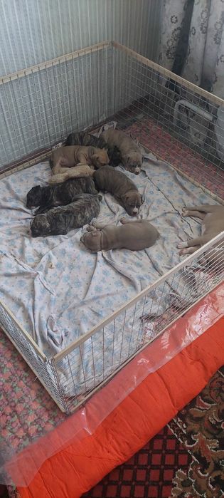 Манеж, Вольер, Клітка, Клетка для собак, щенков, кошек, котят,кроликов