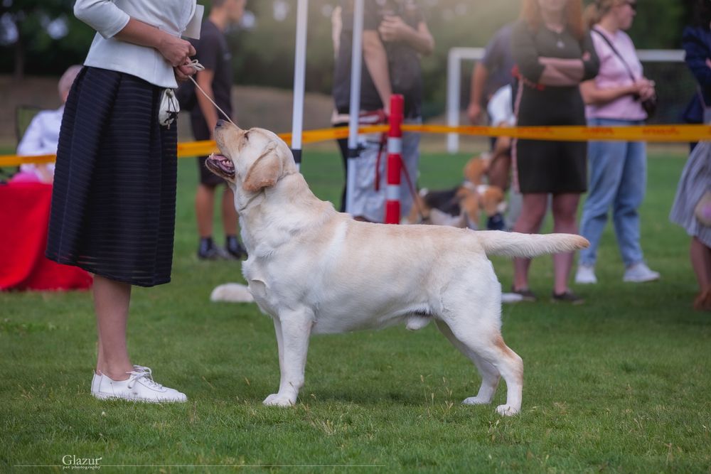 Интерчемпион! Лабрадор ретривер. Открыт для вязок