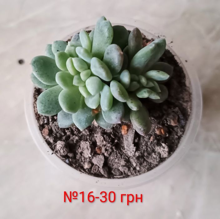 Сукуленти. Красула. Седум. Каланхоє. Алоє. Сансевієрія.