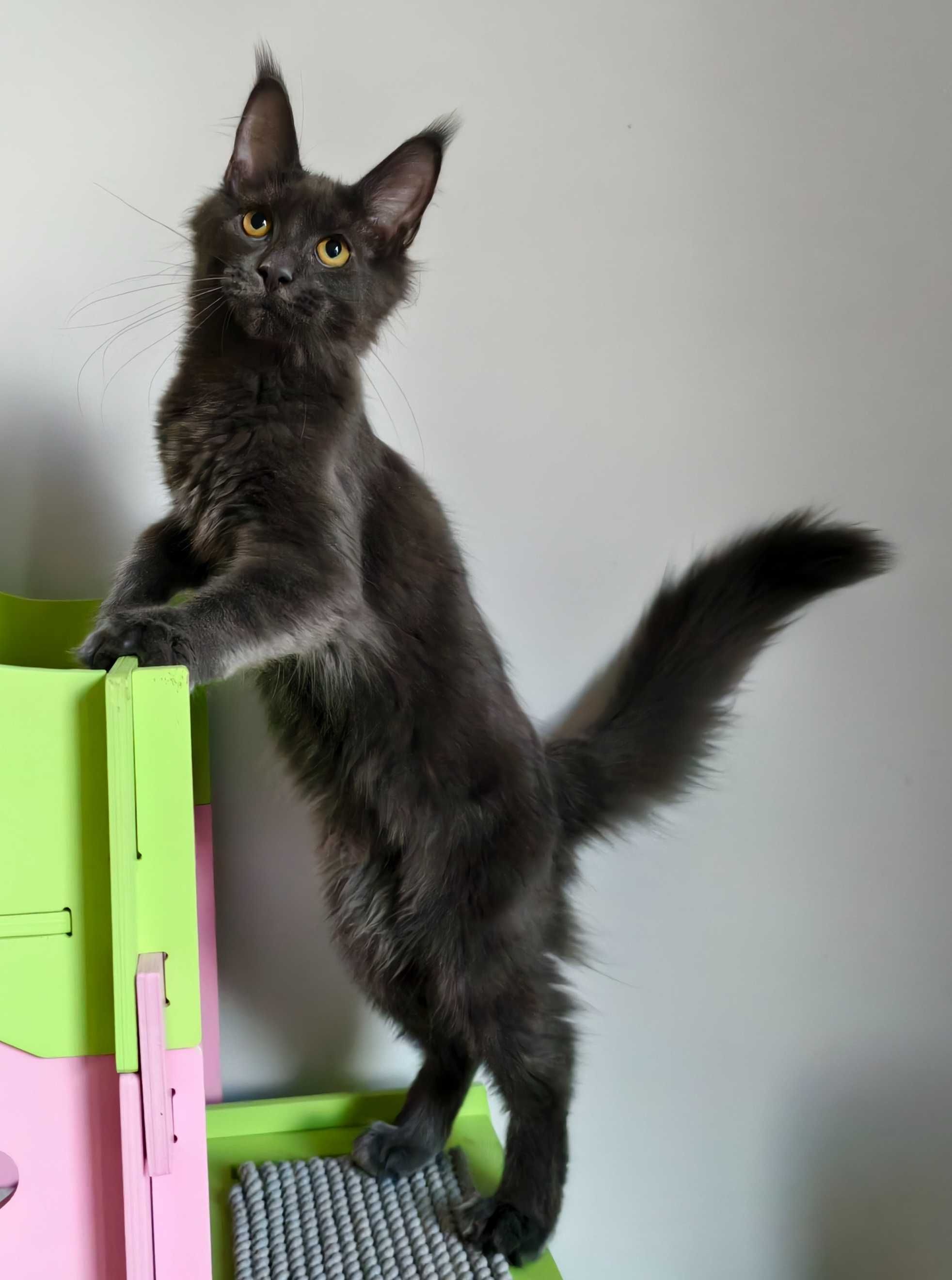 Maine Coon cudne kocieta