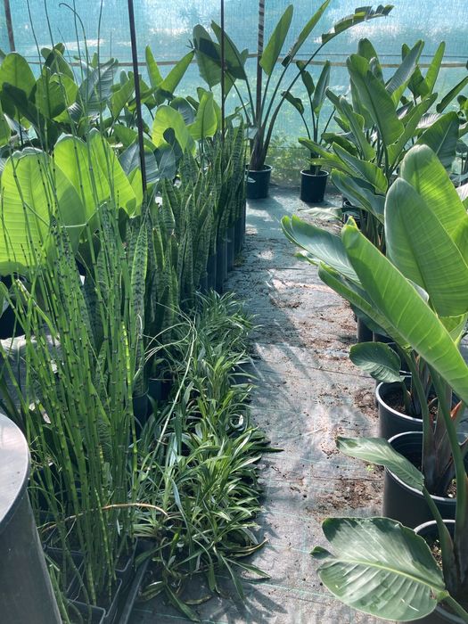 Estrelicia augusta/ estrelicia gigante