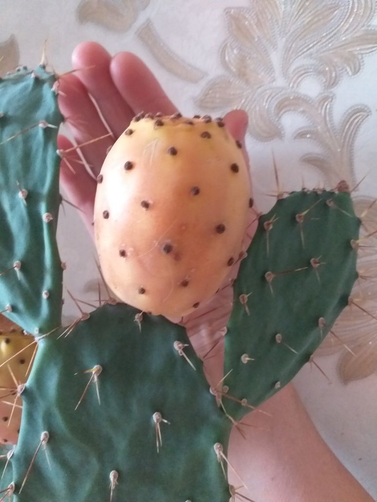 Опунция. Плоды кактуса, семена