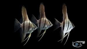 Pterophyllum Altum Peruensis
