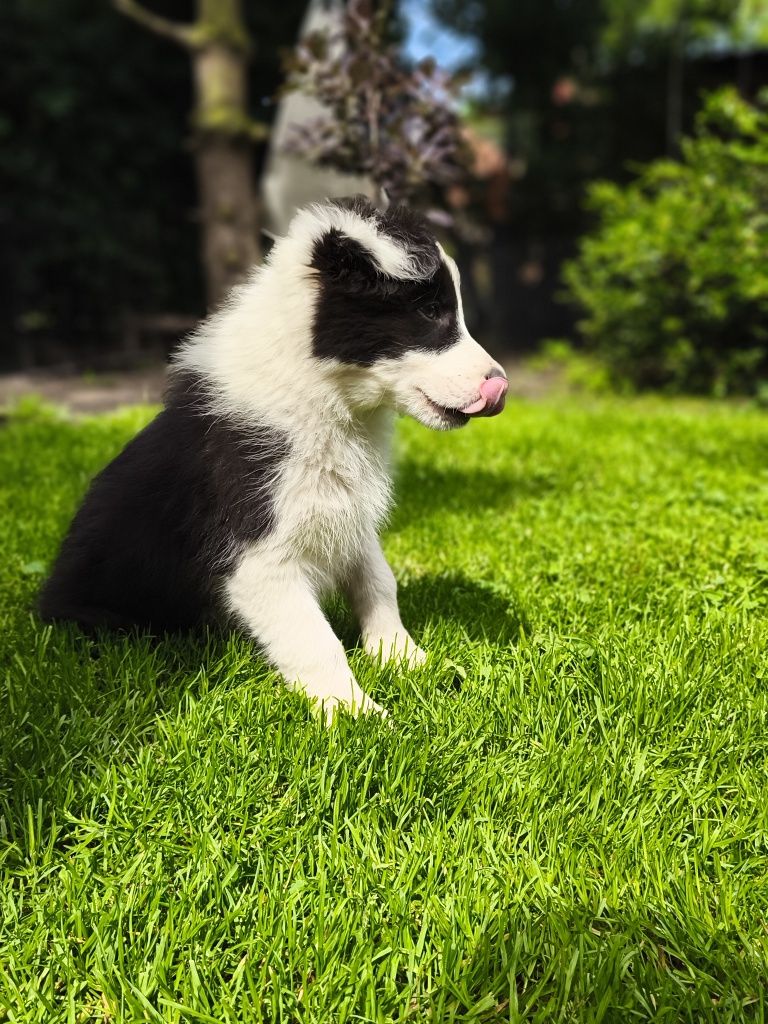 Border Collie Samiec