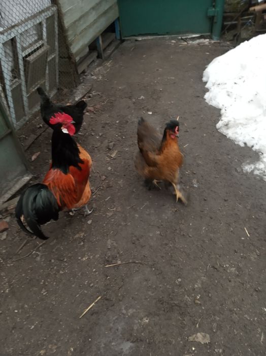 Інкубаційні яйця домашніх курей(инкубационное яйцо)