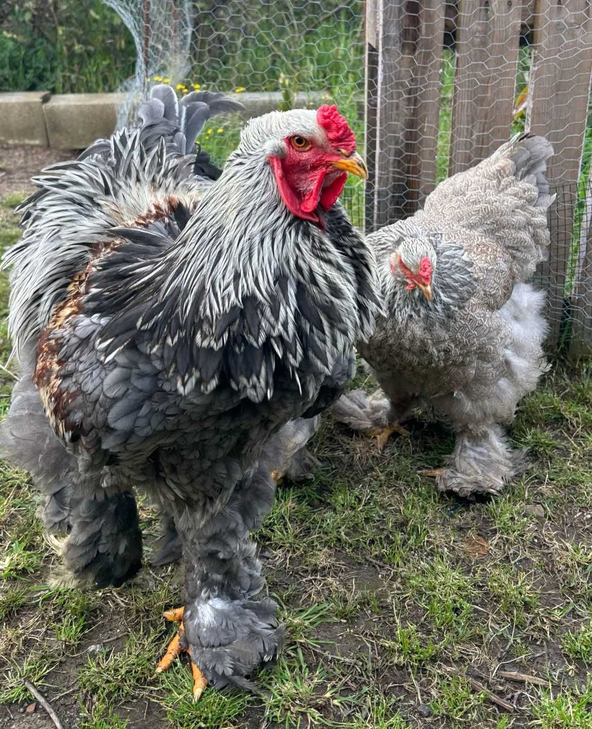 Ovos galados/ férteis de brahma BSO