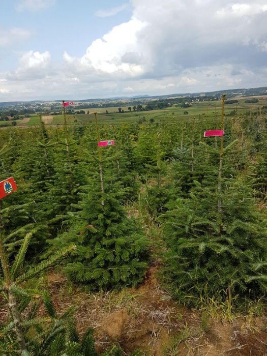 Jodła Kaukaska kopana 150/175 PRODUCENT Świerk Srebrny