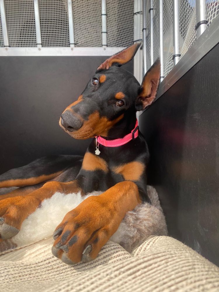 Doberman szczeniak suczka