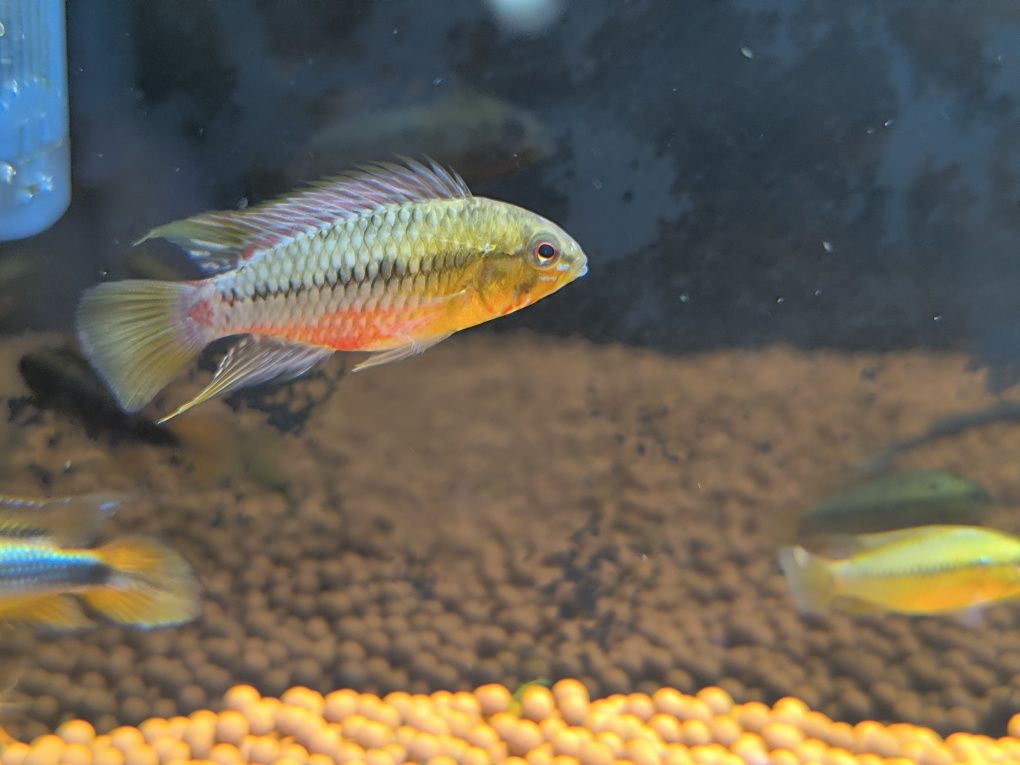 Apistogramma Hongsloi