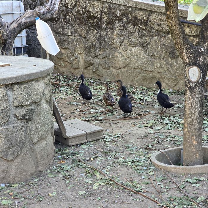 patos de diversas raças (viana do castelo)