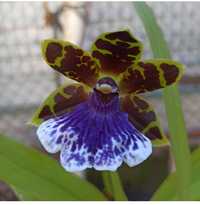 Орхидея Зигопеталум ростки