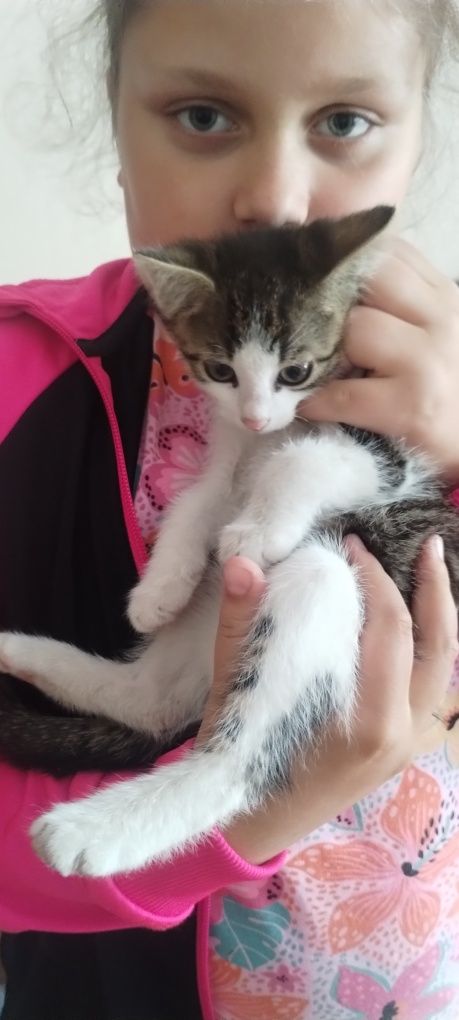 Kotek kocurek oddam