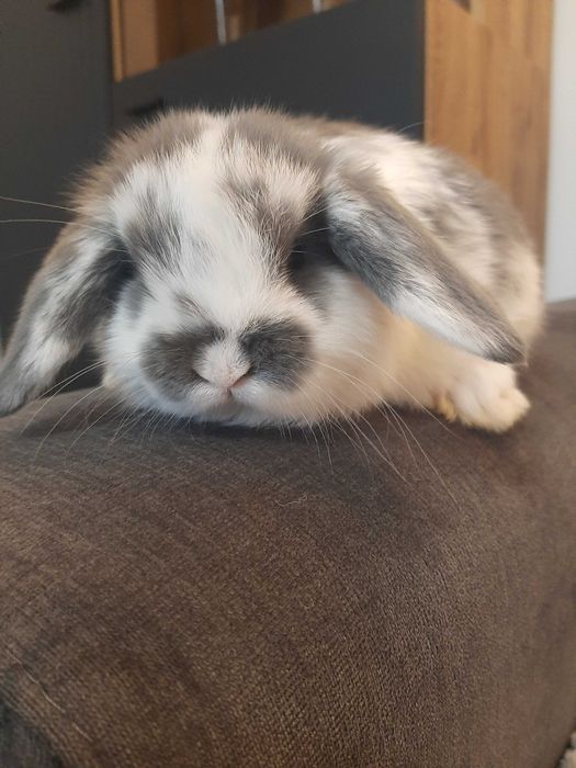 Króliki baranek miniaturka karzełek mini lop