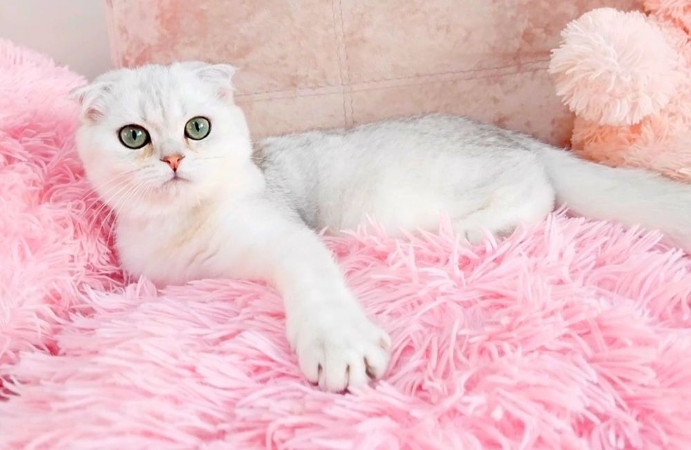 Чарівний зеленоокий красень шиншилка