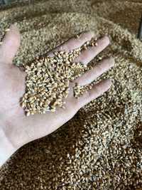 Продам пшеницю , 2023