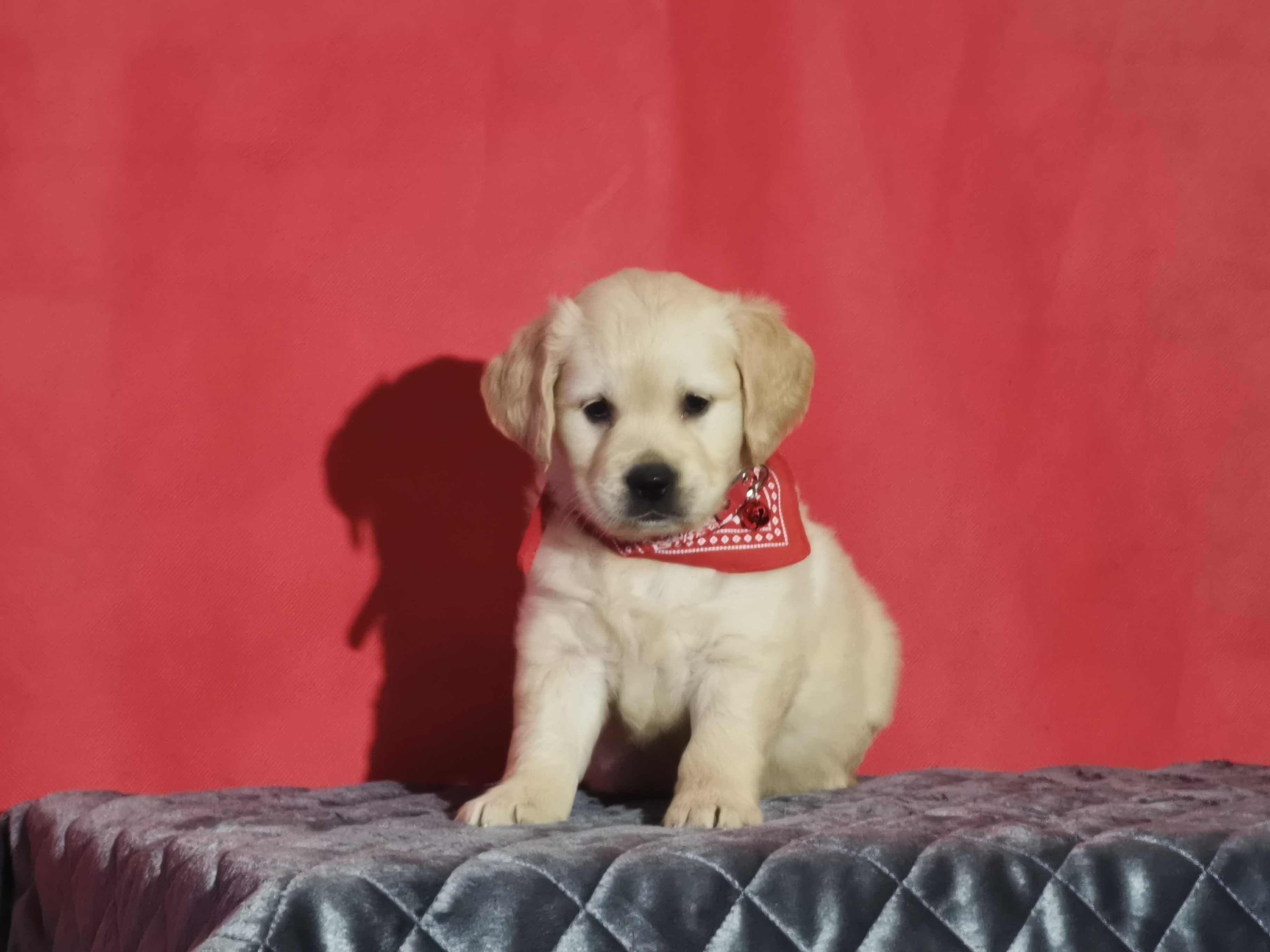 Golden retriever złota suczka