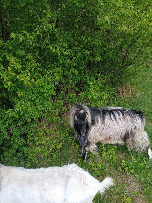 Козлик Ламанча пропонує покриття Ваших кіз.