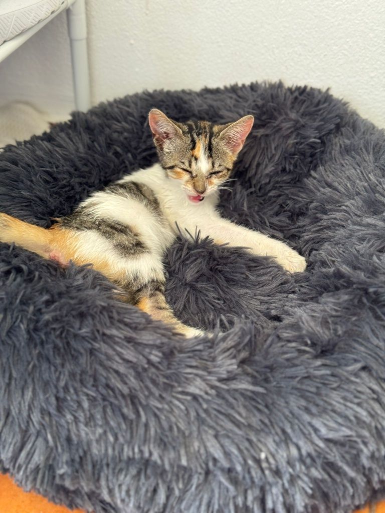Gatinha para adoção responsável já vacinada