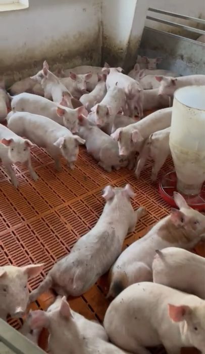 Поросята 20-25 кг Ландрас DanBred Йоркшир