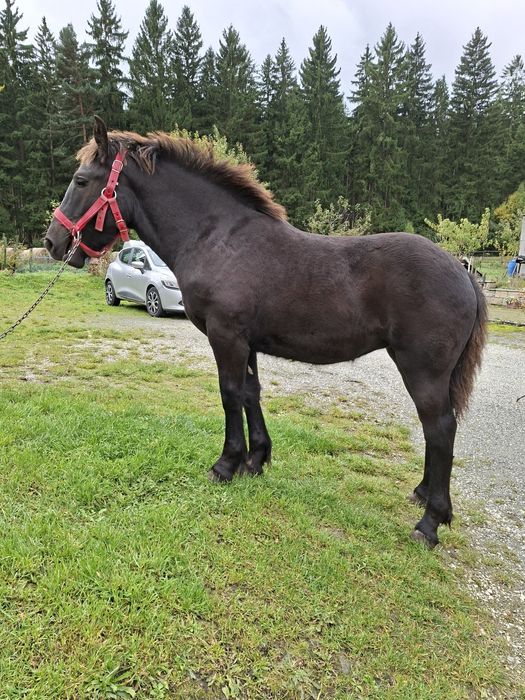 Sprzedam zrebice zimnokrwistom