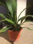 Planta natural