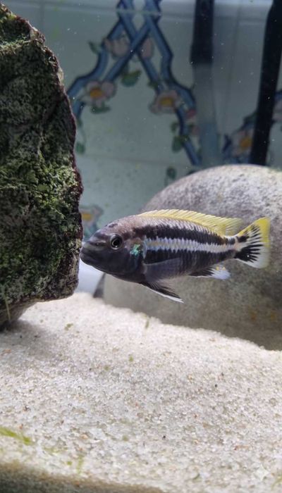 Cíclideos Africanos Malawi - Auratus (CASAL)