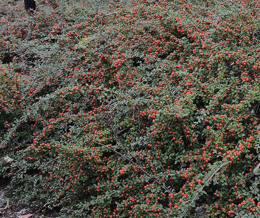 P9 Irga dammera coral beauty hurt detal