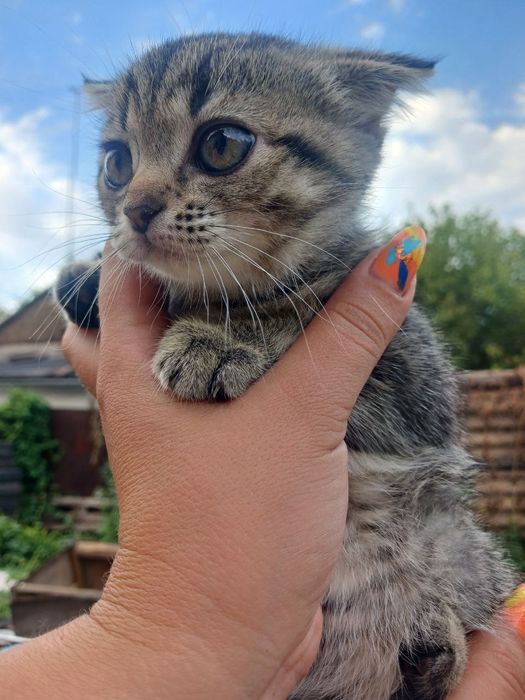 Продам шотландскуя вислоухую