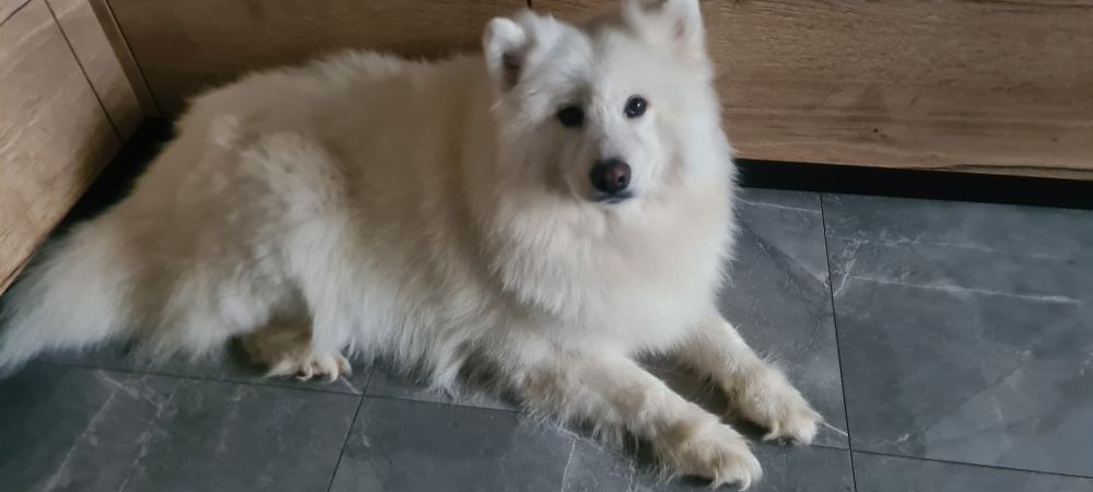 Samoyed  samojed
