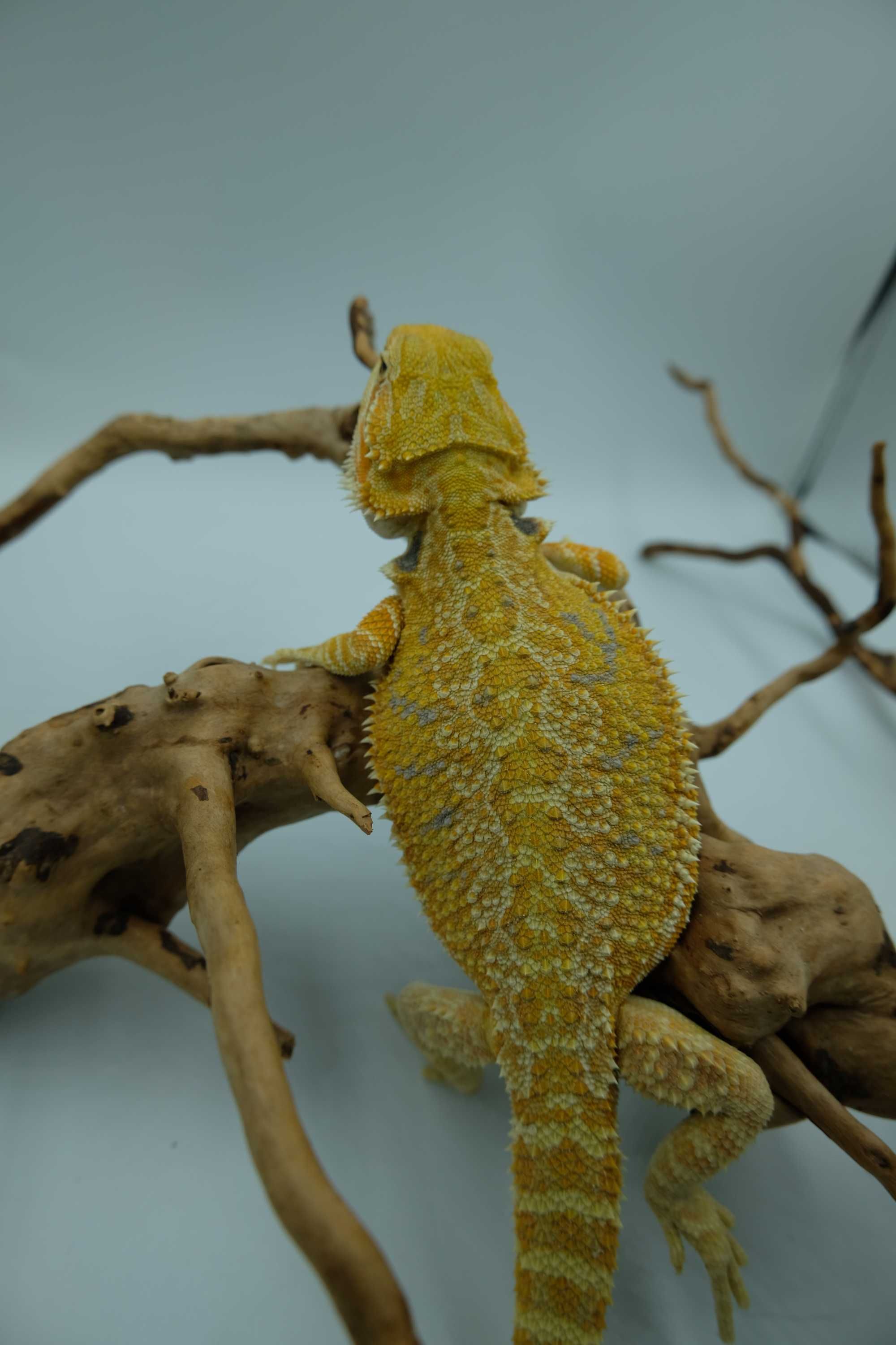 Agama brodata Gekon Jaszczurka dla początkującego zbożówka