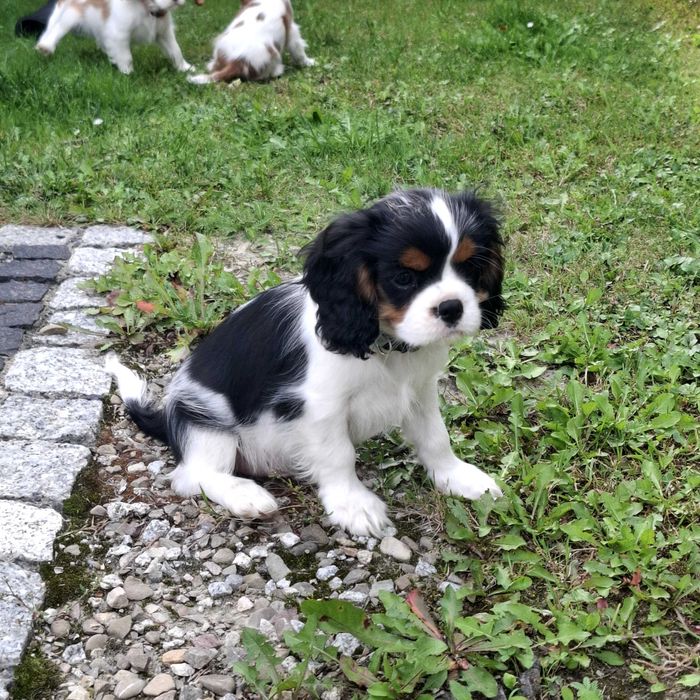 Cavalier King Charles Spaniel piesek