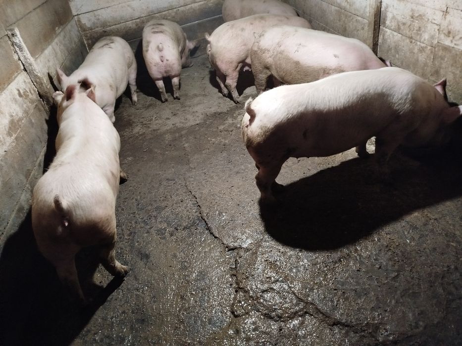 Свині живою вагою