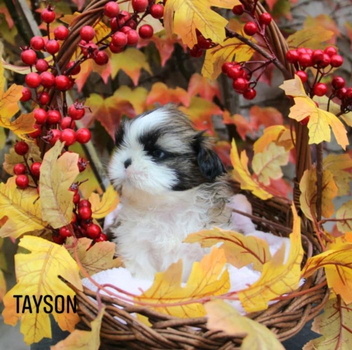 Shih- tzu piesek Zkwp FCI