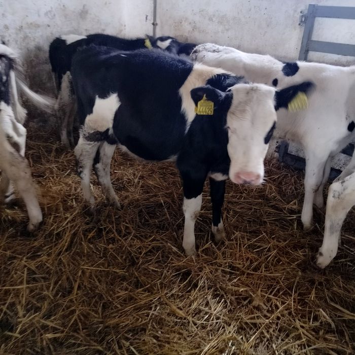 Sprzedam byczki i jałówki.