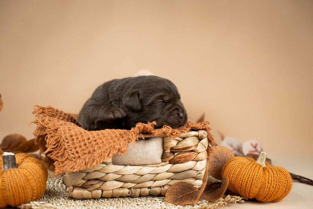 цуценя Лабрадор Ретривер Шоколадного забарвлення