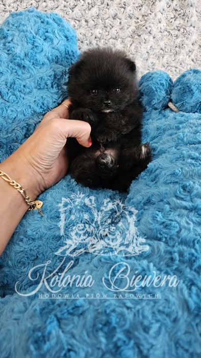 Szpic Miniaturowy/Pomeranian piesek malutkich rozmiarów !