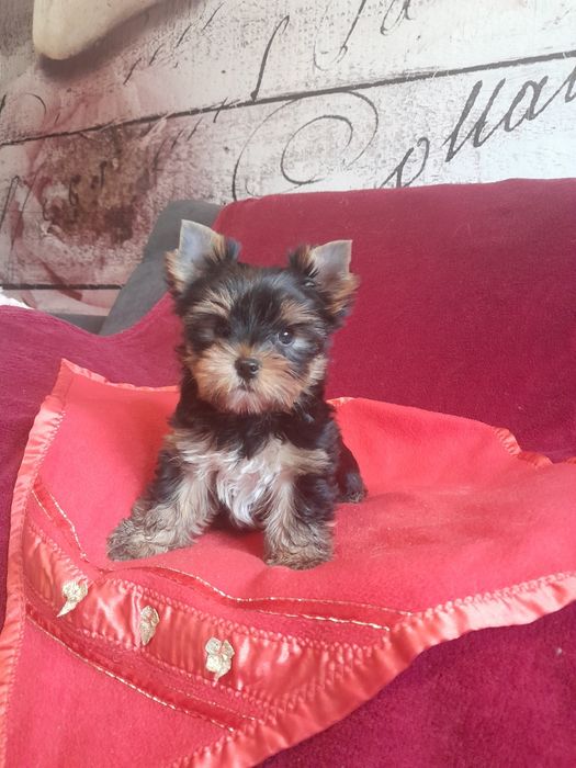 Yorkshire terrier samczyk zkwp fci