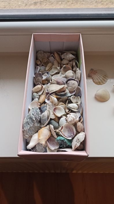 Muszle ozdoby akwarium