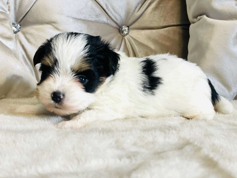 York Biewer prześliczny chłopczyk. Bardzo Piękny. Luxusowy.