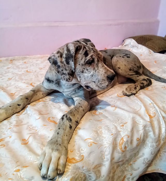Dog niemiecki, suczka szczenię merle