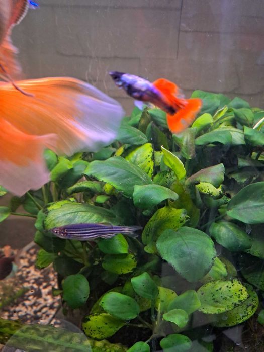 Gupiki mieszanka red tuxedo z endlerem