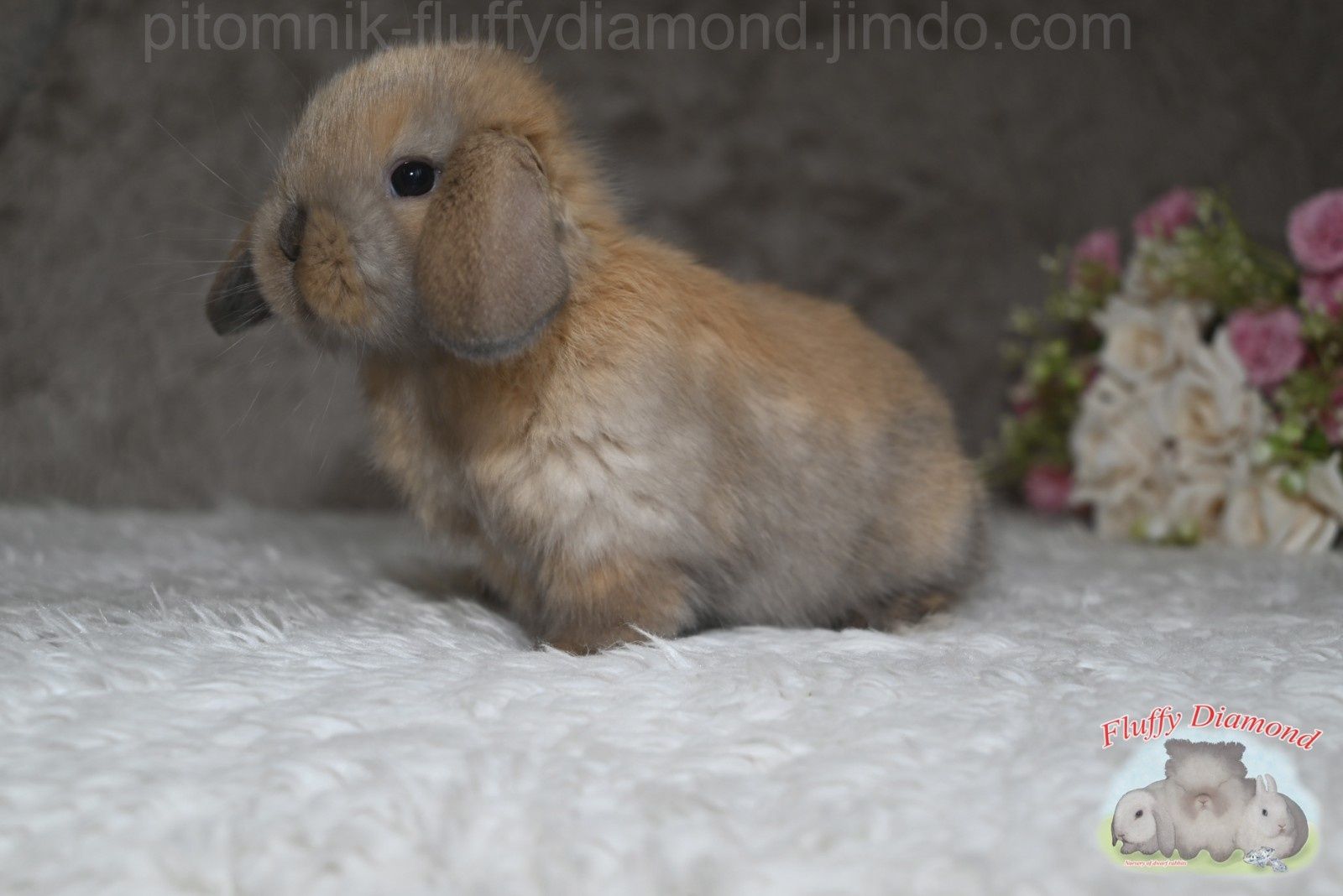 Карликовий висловухий кролик - NHD. Хлопчик. Тюрінгенське забарвлення