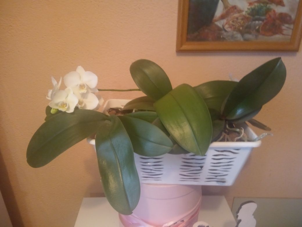 Продам фаленопсис орхидеи одна цветущая