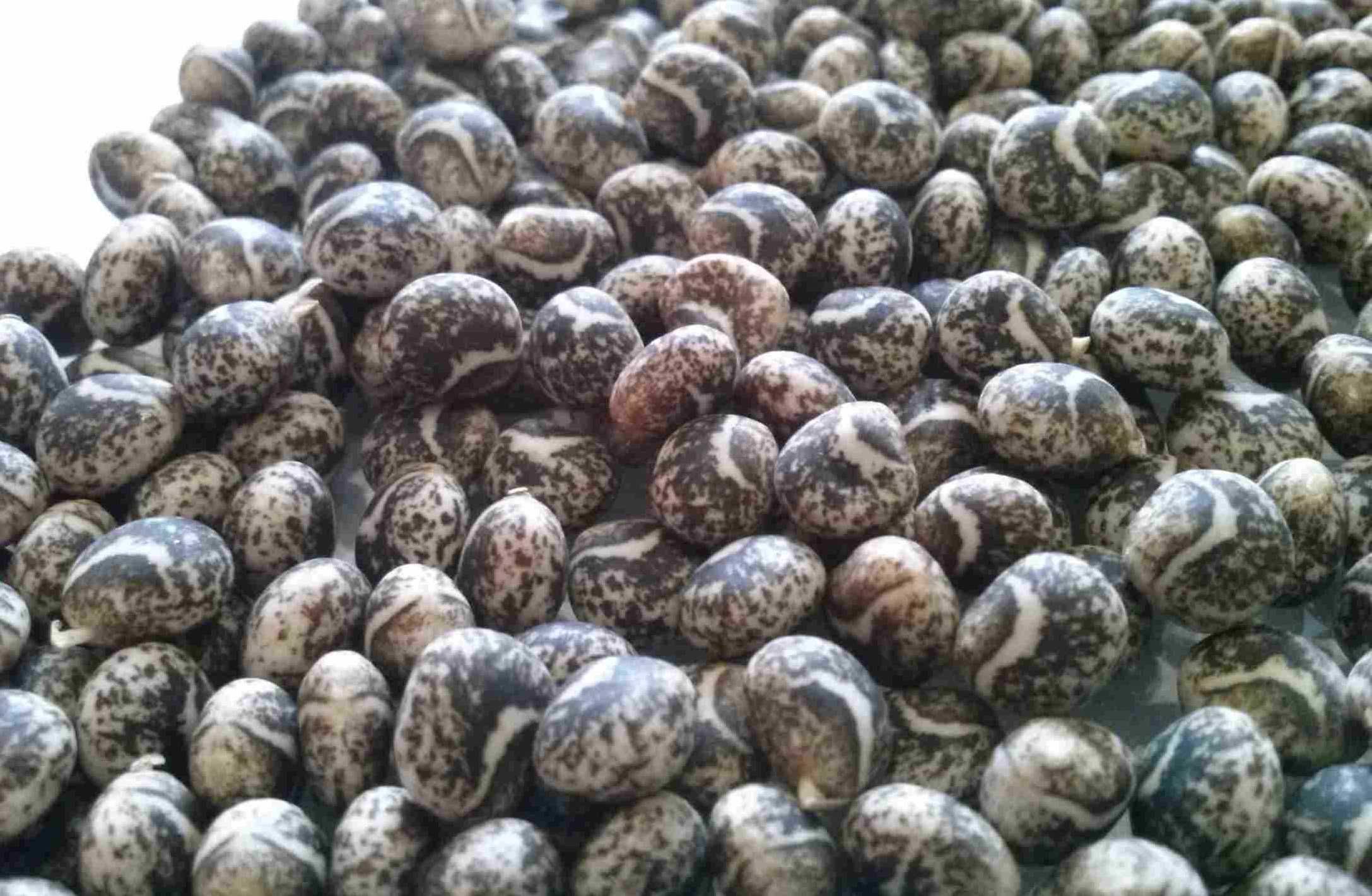 Groch Słonecznik Rajgras Trawa KONICZYNA BÓB LUCERNA Sorgo Proso Wyka