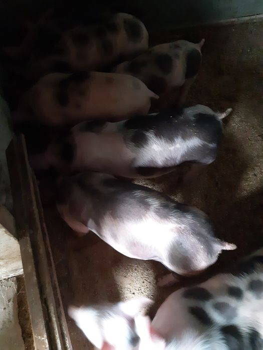 Продаються, поросята