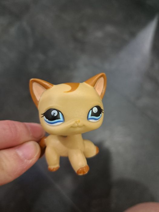 Kotek pet shop uzywany