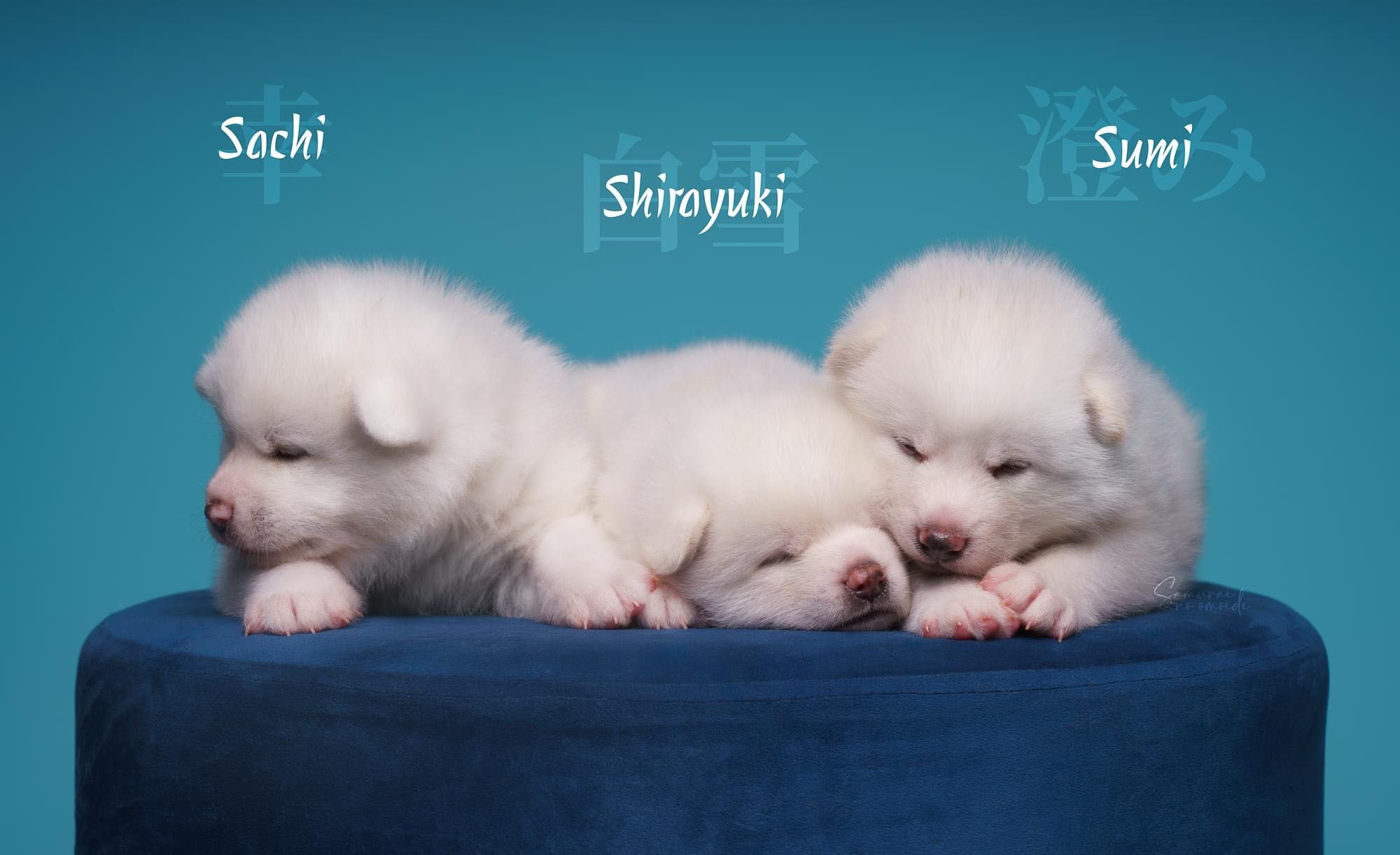 Akita, Akita Inu RODOWÓD ZKwP FCI