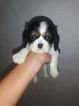 Cavalier King Charles spaniel Suczka