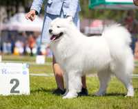 Samoyed/Samojed Reproduktor