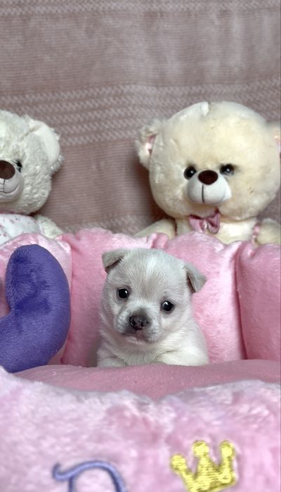 Mini Śliczna Sunia Chihuahua Rodowód